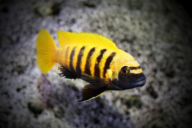 Maylandia sp. 'zebra gold' Kawanga